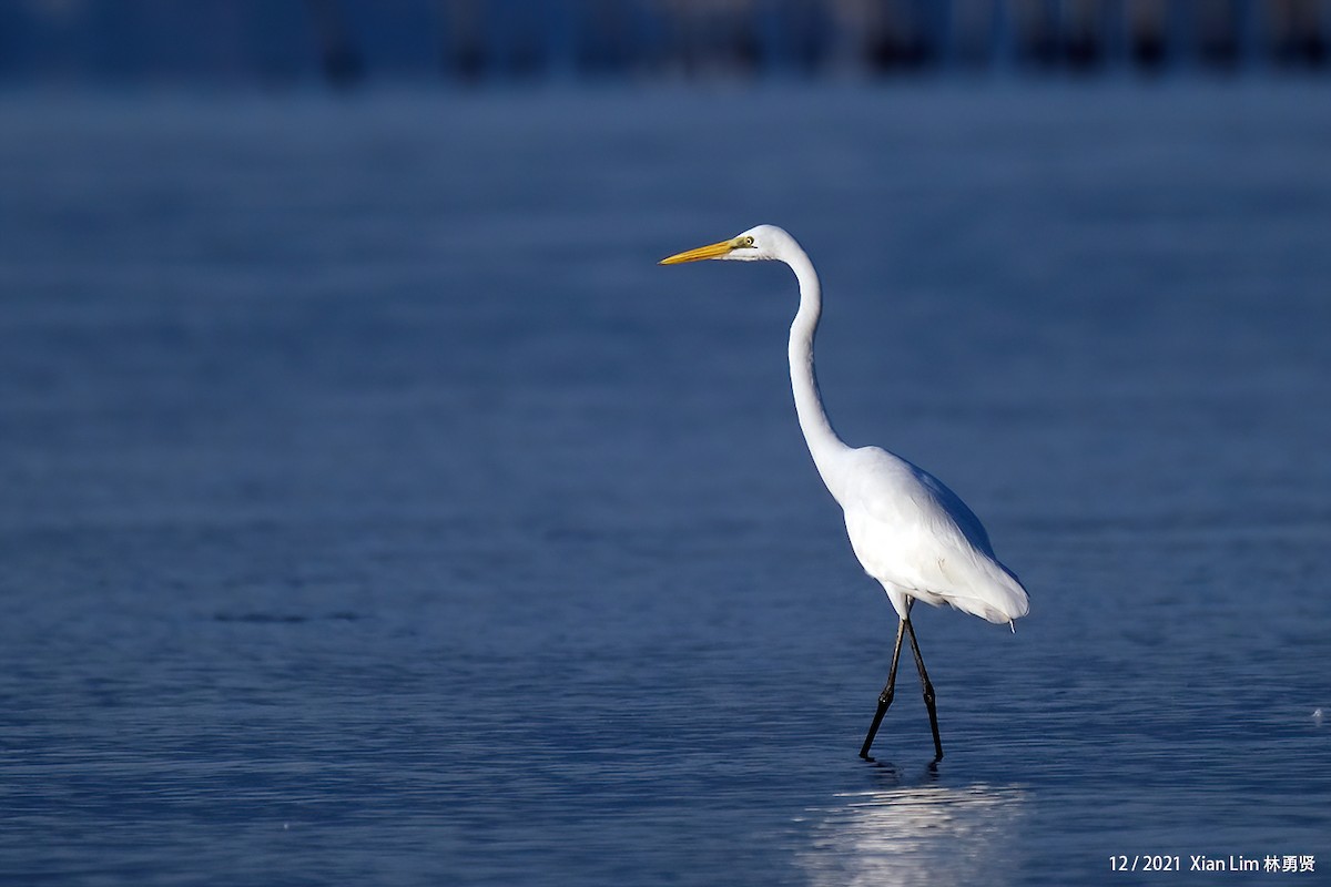 Great Egret - ML619885265