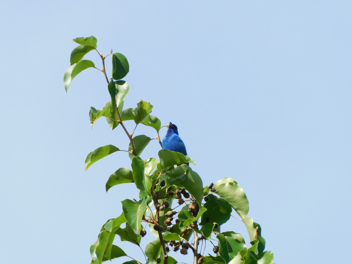 Passerin indigo - ML619885267