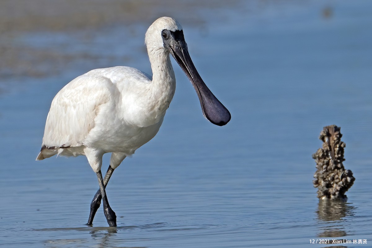 Black-faced Spoonbill - ML619885269