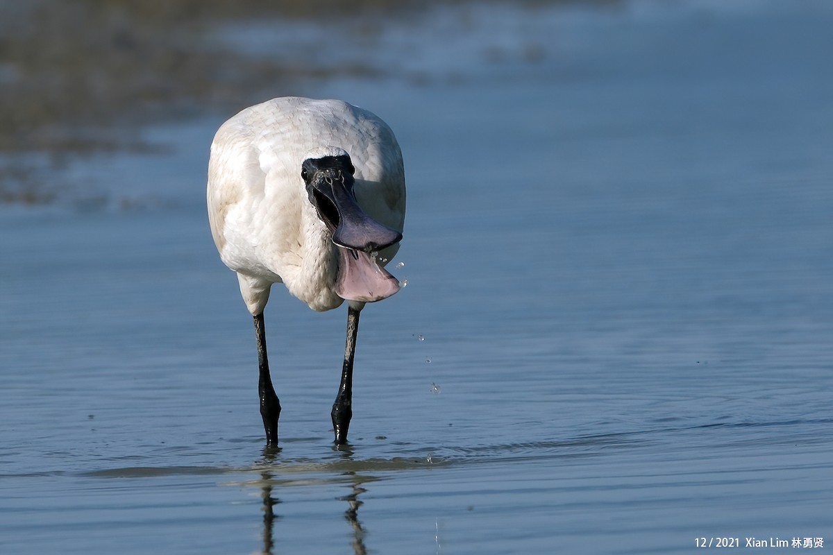 Black-faced Spoonbill - ML619885271