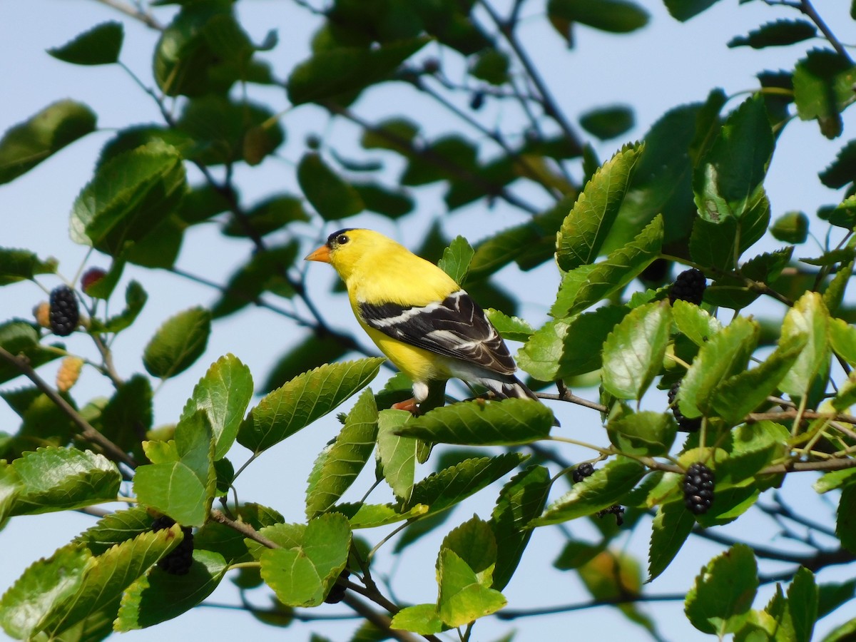 American Goldfinch - Julian Monsalve