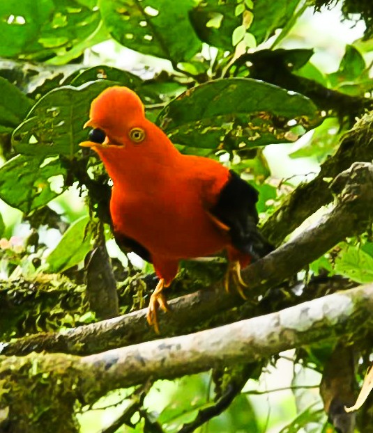 Gallito de las Rocas Peruano - ML619885277