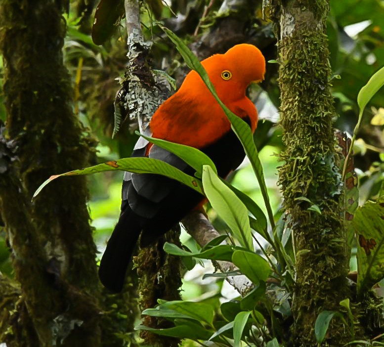 Andean Cock-of-the-rock - ML619885279