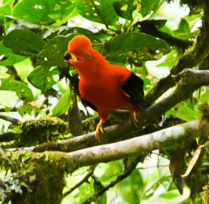 Andean Cock-of-the-rock - Manuel Muñoz