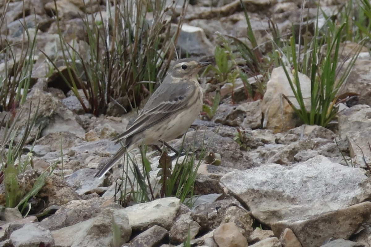 Pipit d'Amérique - ML619885285