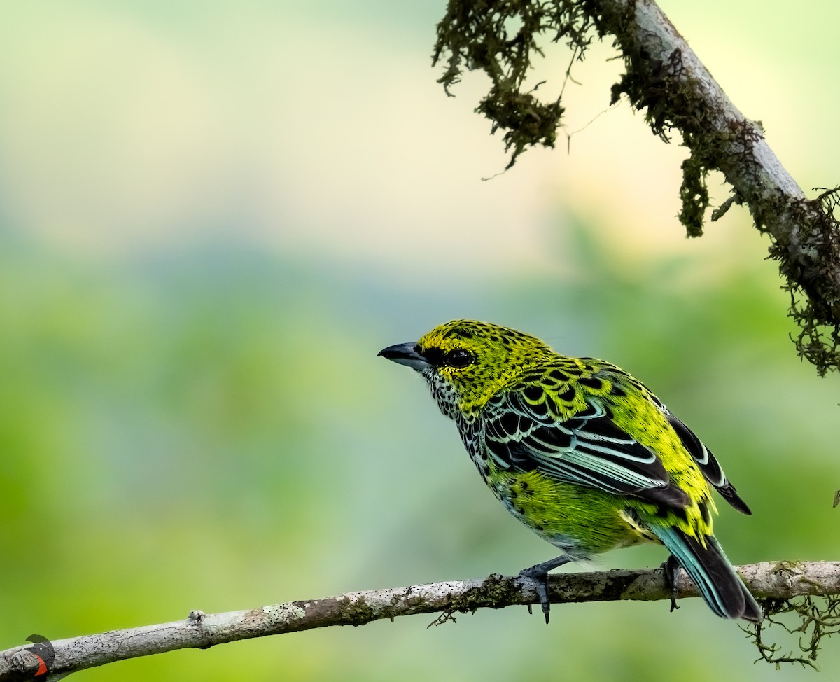 Speckled Tanager - ML619885289