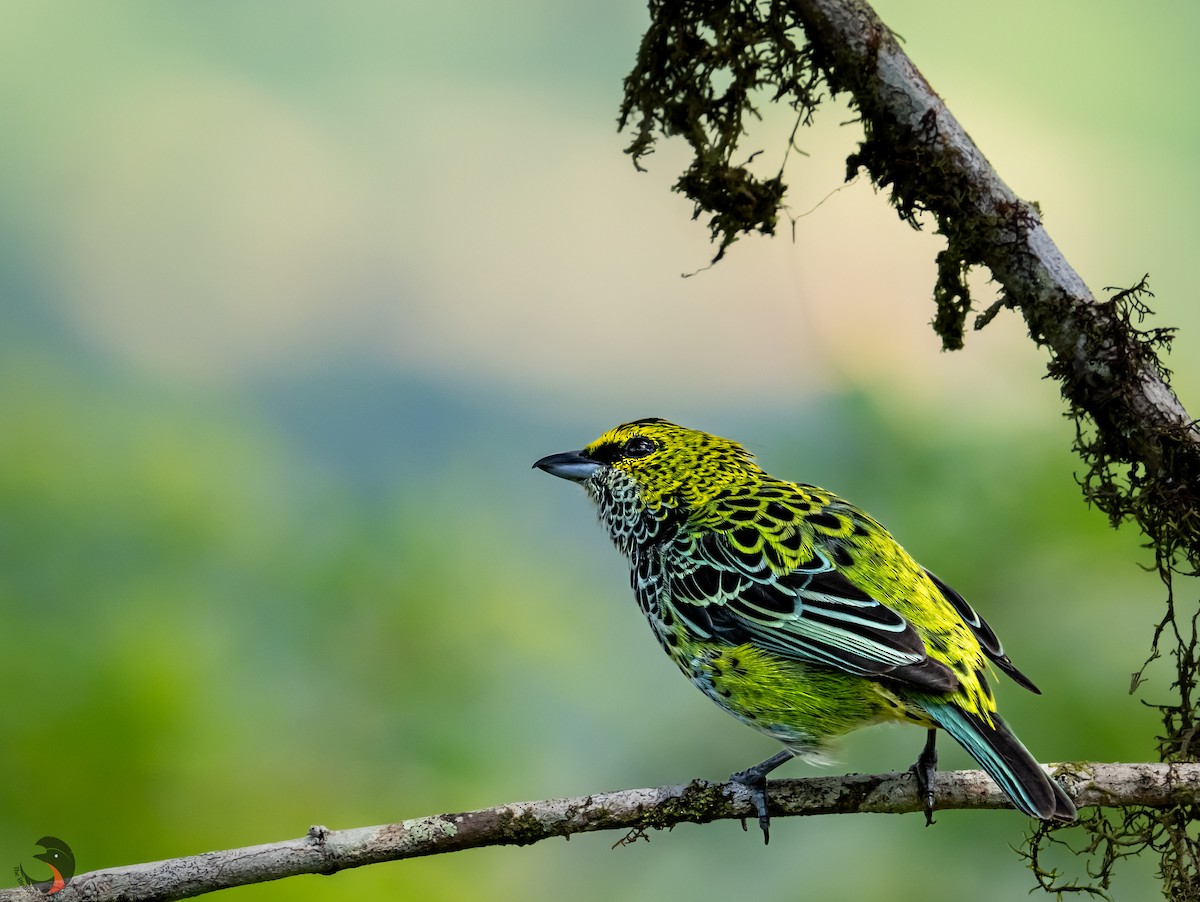 Speckled Tanager - ML619885290