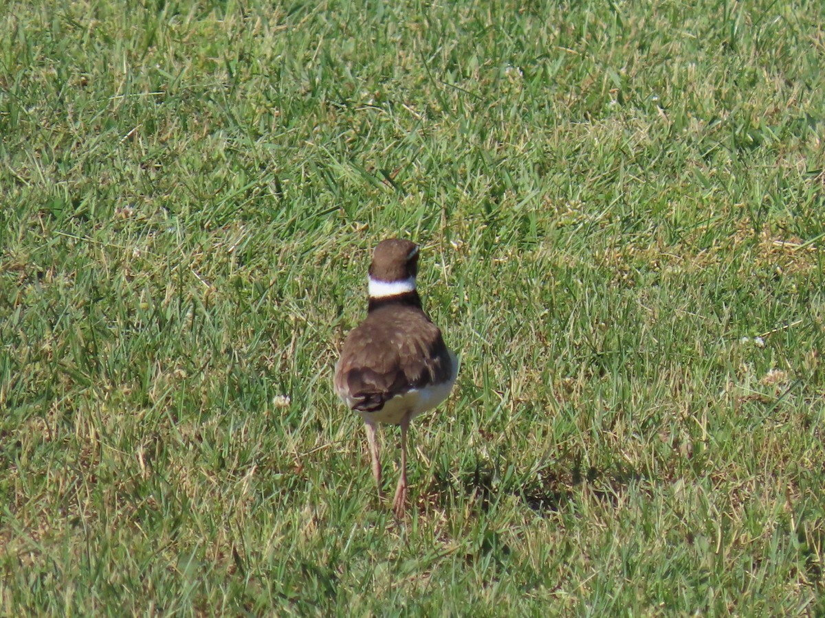 Killdeer - ML619885297