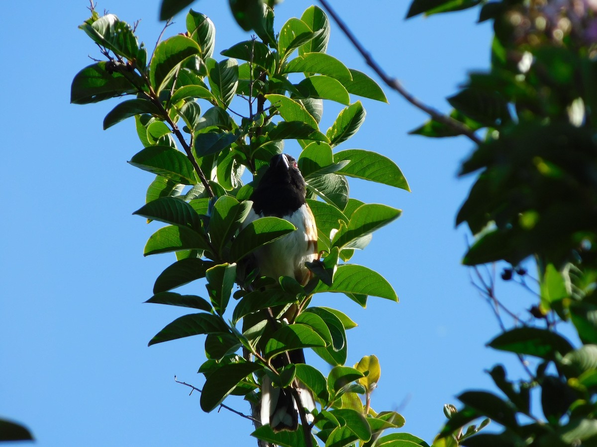 Eastern Towhee - ML619885298