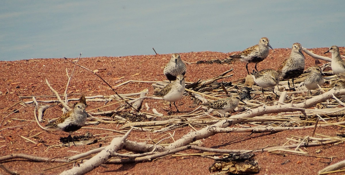 tanımsız Charadriiformes sp. - ML619885307