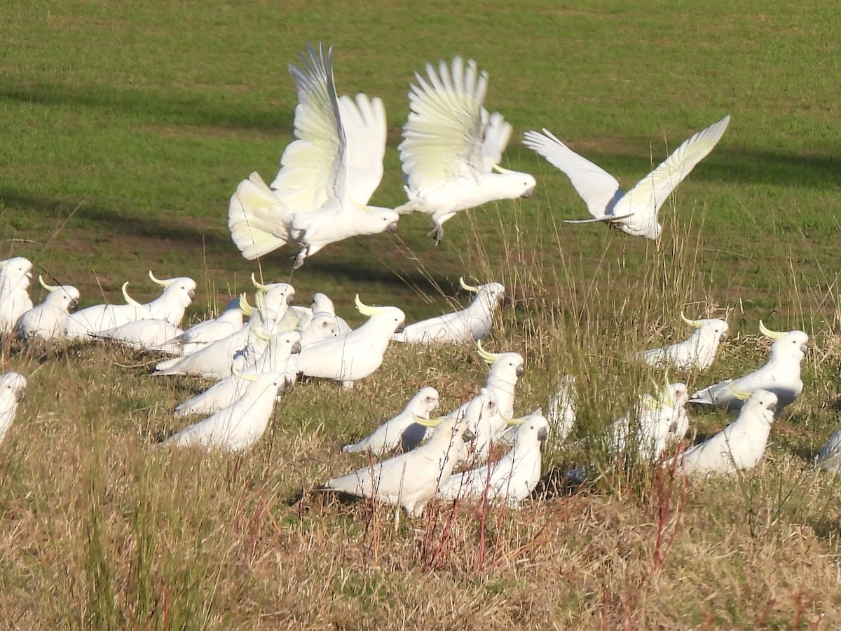 Sulphur-crested Cockatoo - ML619885308