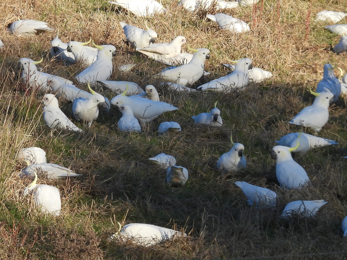 Sulphur-crested Cockatoo - ML619885309