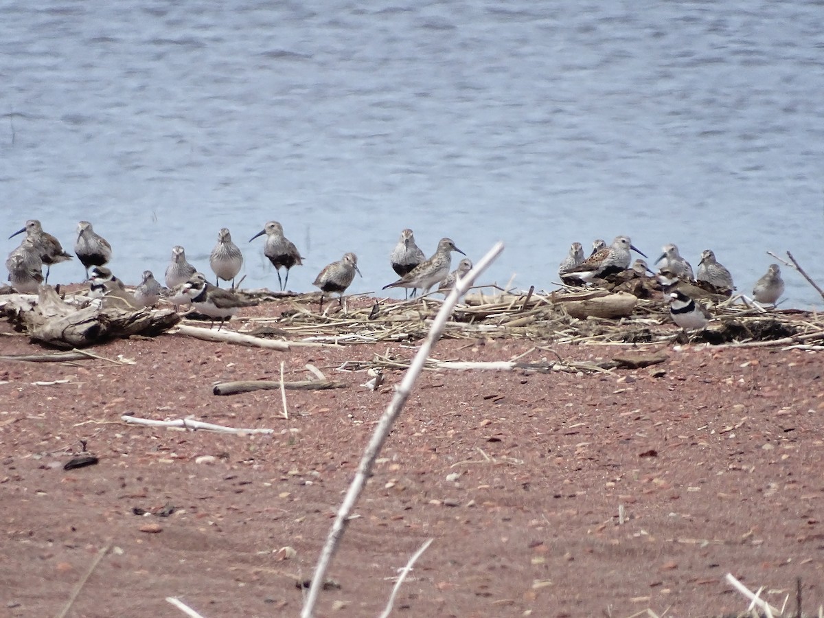 tanımsız Charadriiformes sp. - ML619885313