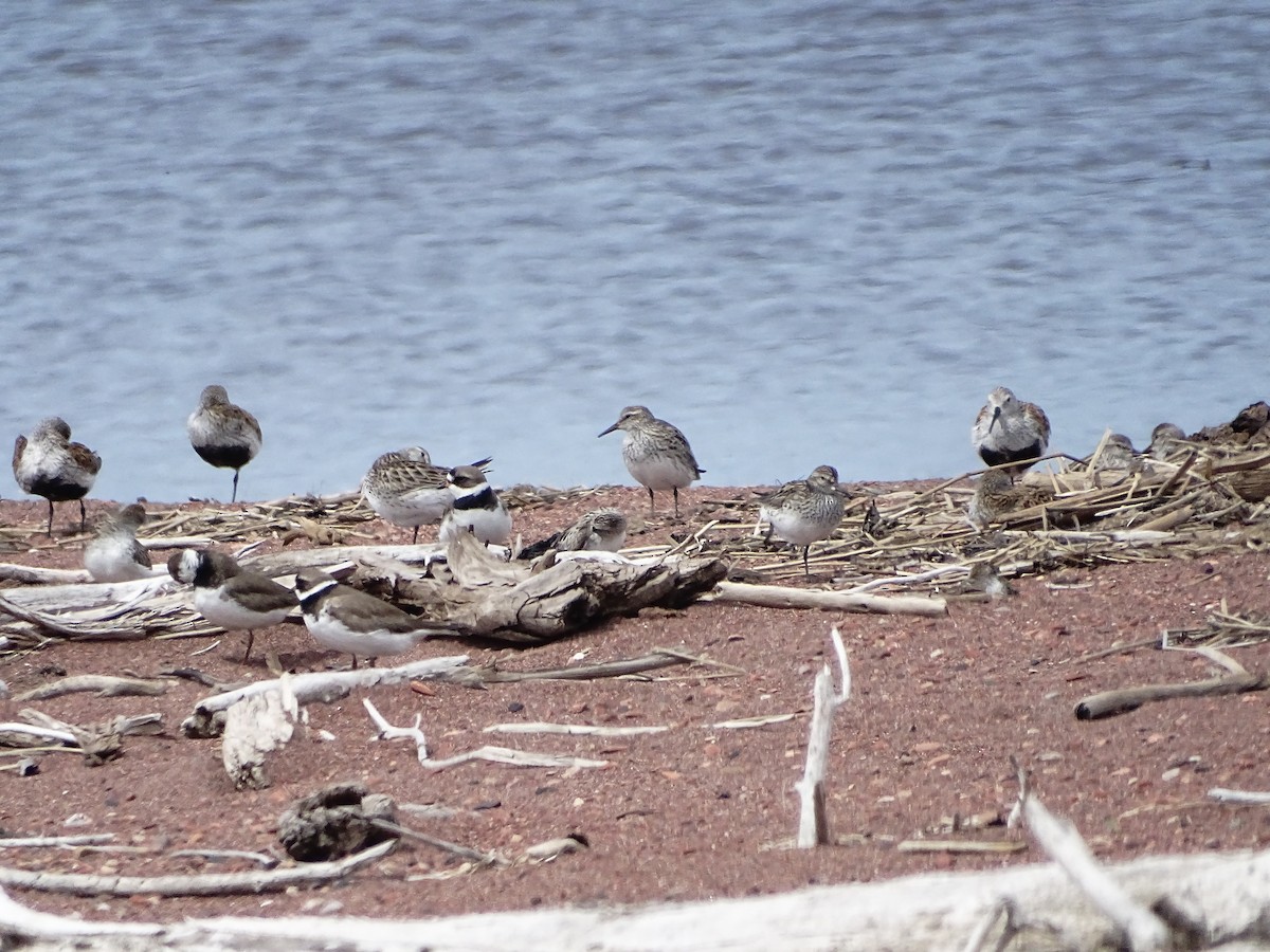 tanımsız Charadriiformes sp. - ML619885315