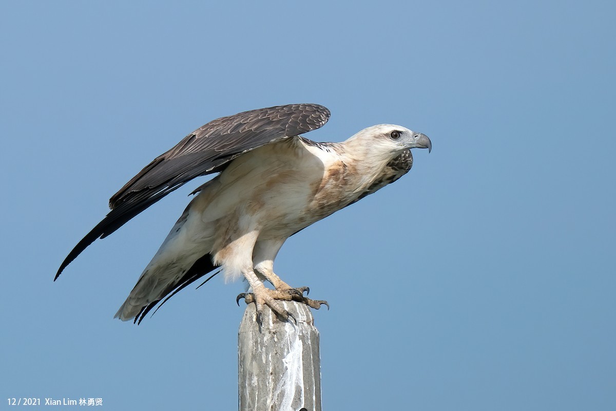 White-bellied Sea-Eagle - ML619885317