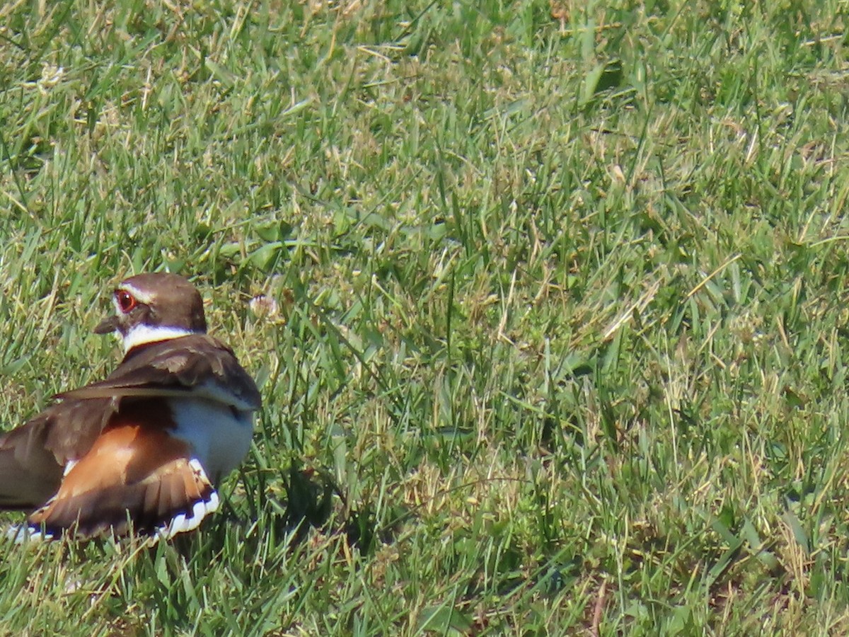 Killdeer - ML619885319