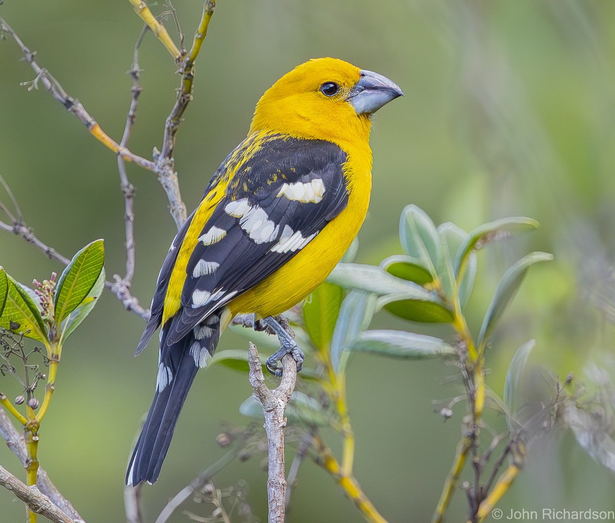 Cardinal à tête jaune - ML619885320