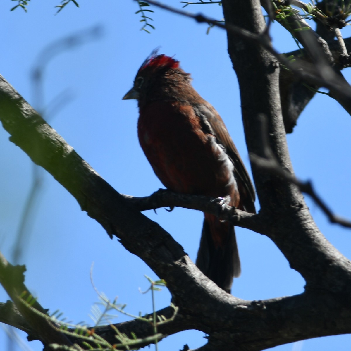 Red-crested Finch - ML619885328