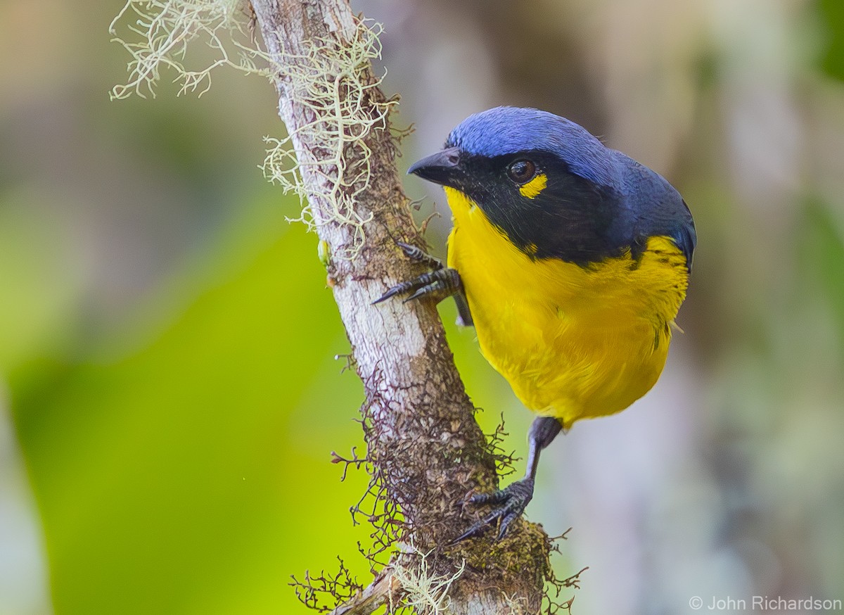 Black-cheeked Mountain Tanager - ML619885332