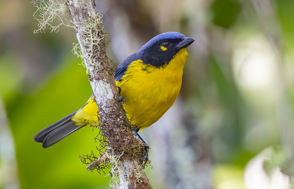 Black-cheeked Mountain Tanager - ML619885333