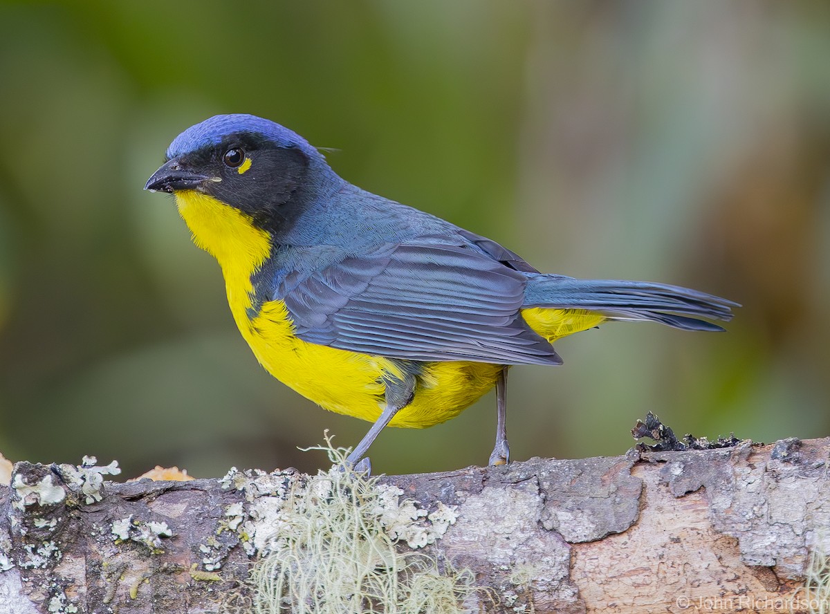 Black-cheeked Mountain Tanager - ML619885334
