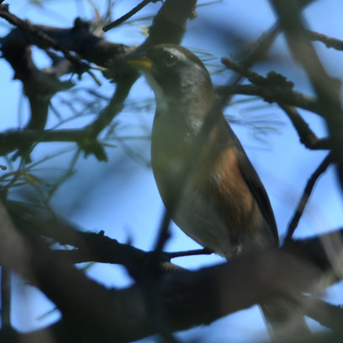 Many-colored Chaco Finch - ML619885347