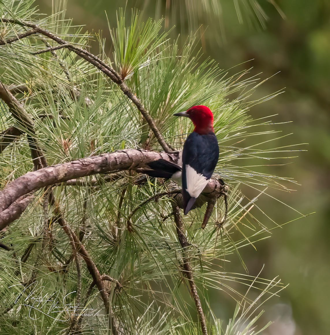 Red-headed Woodpecker - ML619885350