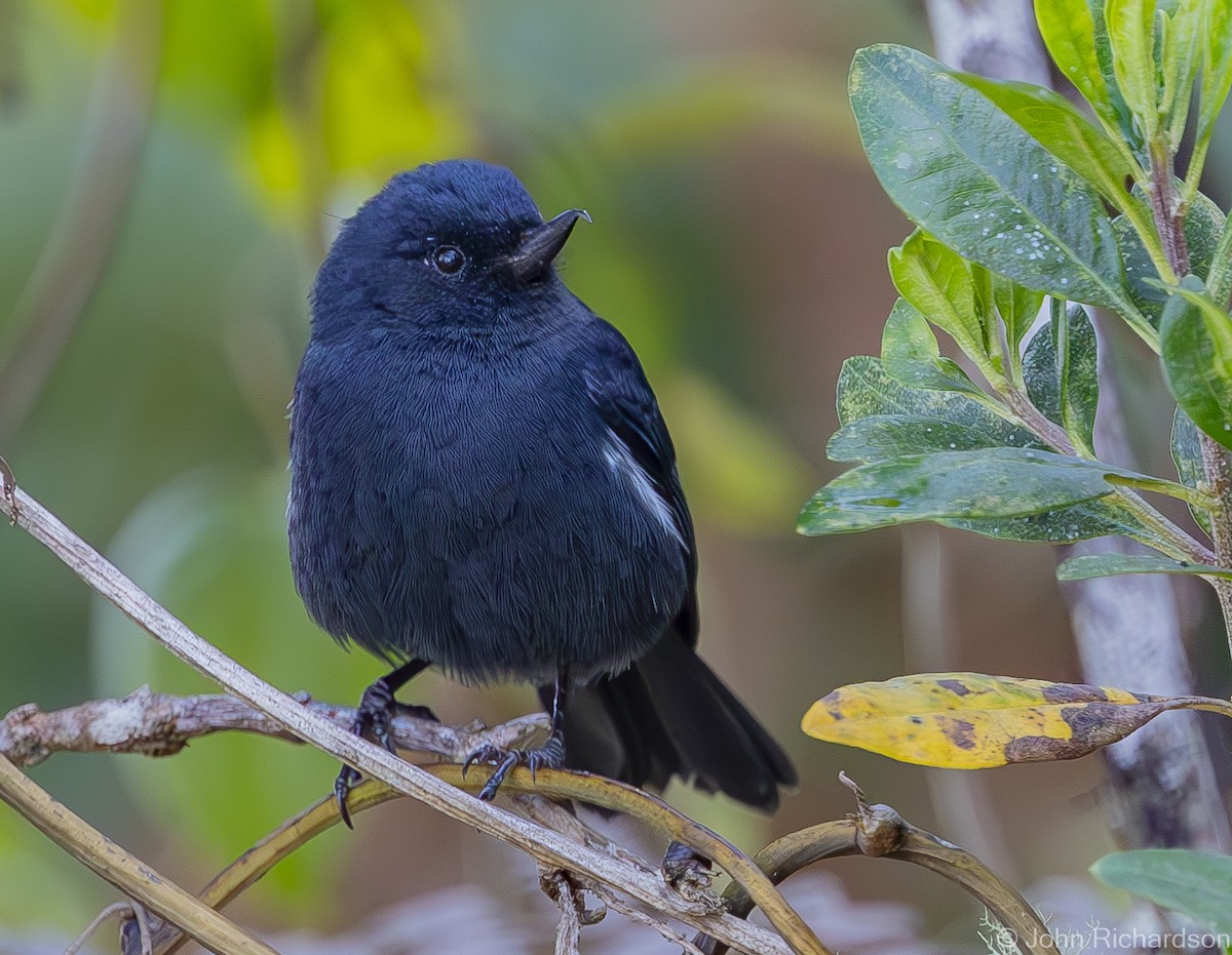 White-sided Flowerpiercer - ML619885358