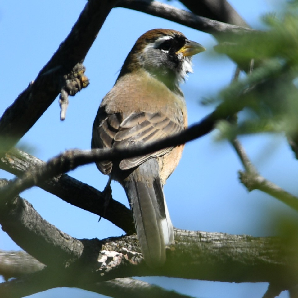 Many-colored Chaco Finch - ML619885363
