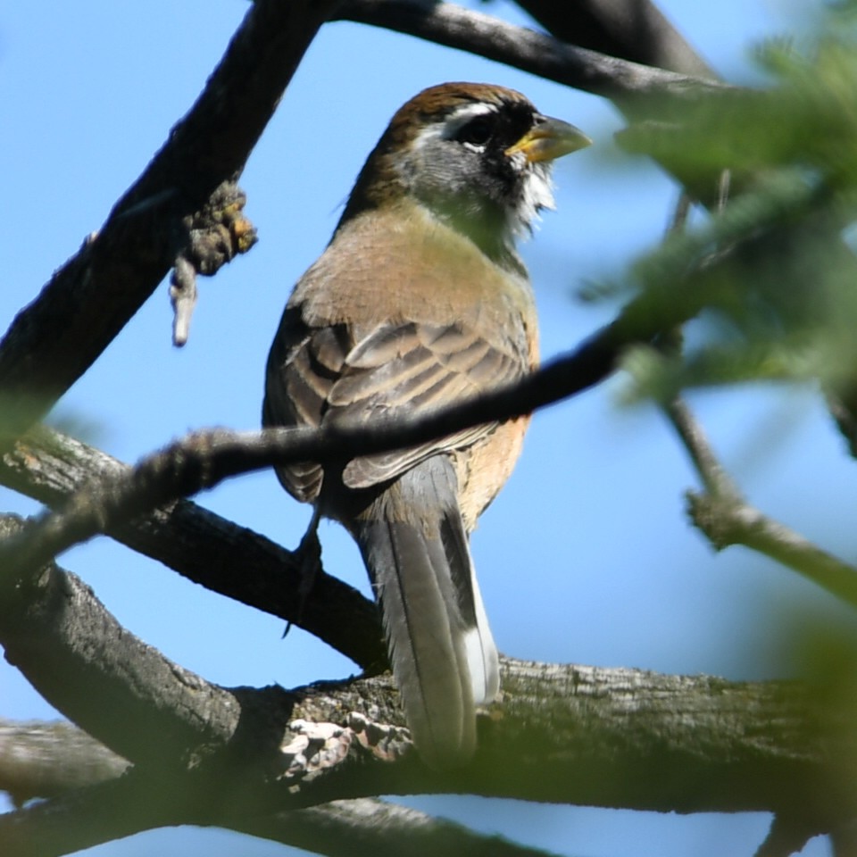 Saltator du Chaco - ML619885363