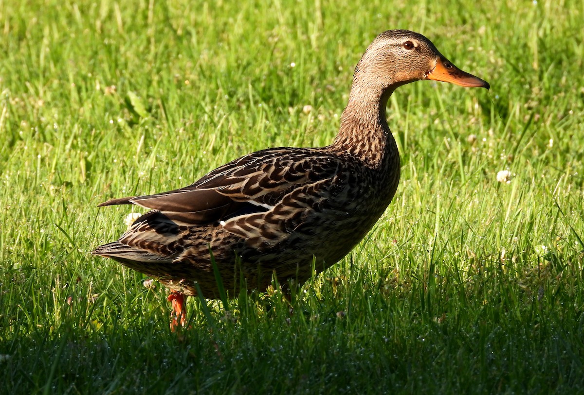 Mallard - Duncan Poole