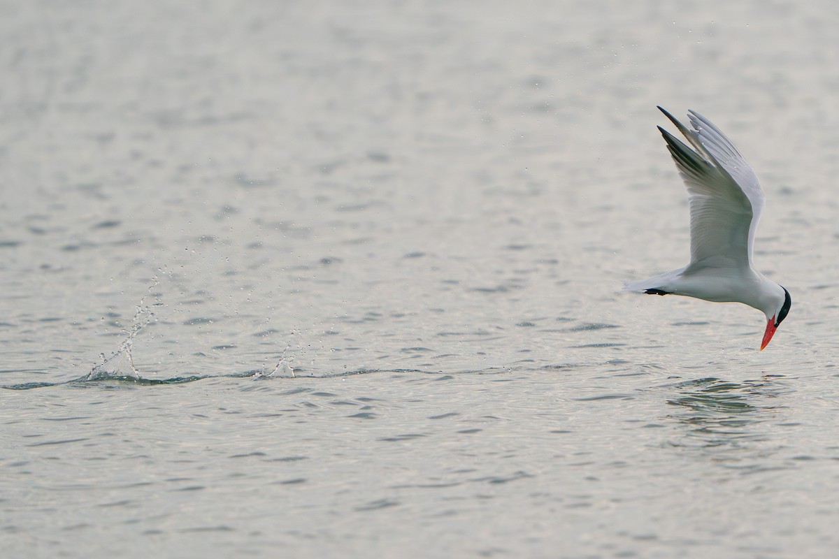 Caspian Tern - ML619885382