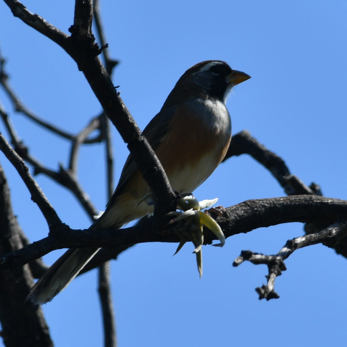 Many-colored Chaco Finch - ML619885389