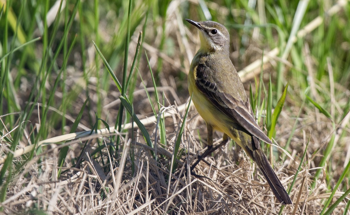 Western Yellow Wagtail (flava/beema) - ML619885413