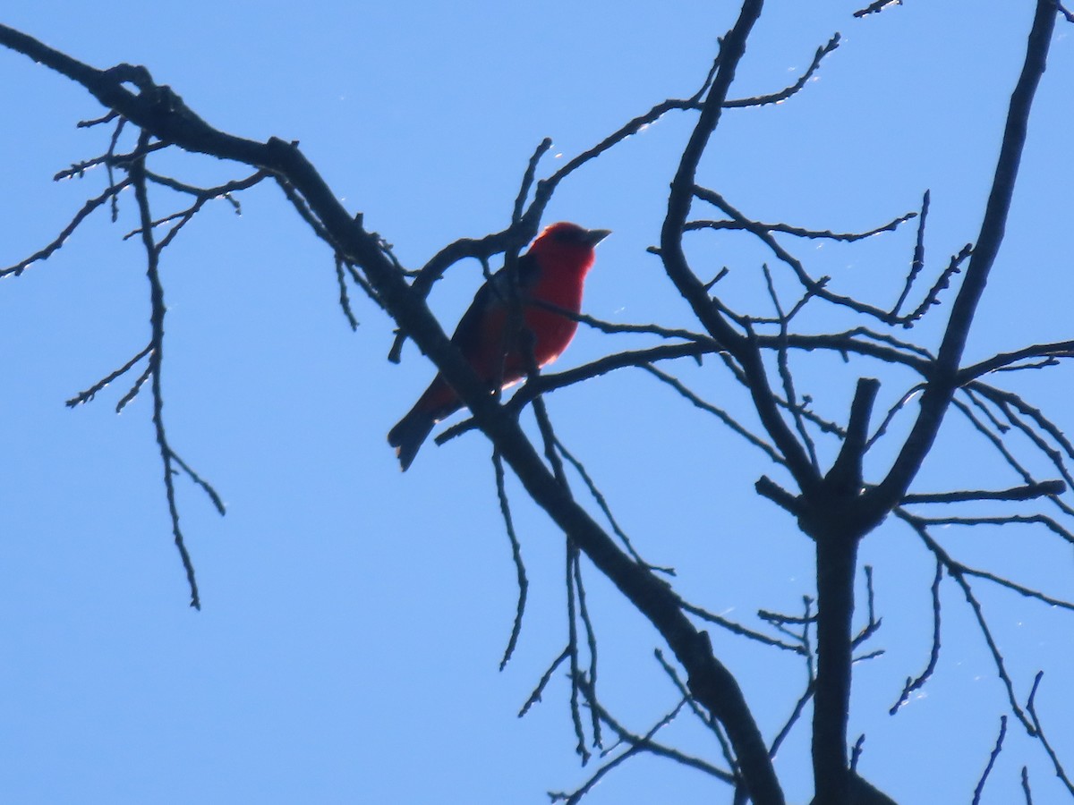 Scarlet Tanager - ML619885429