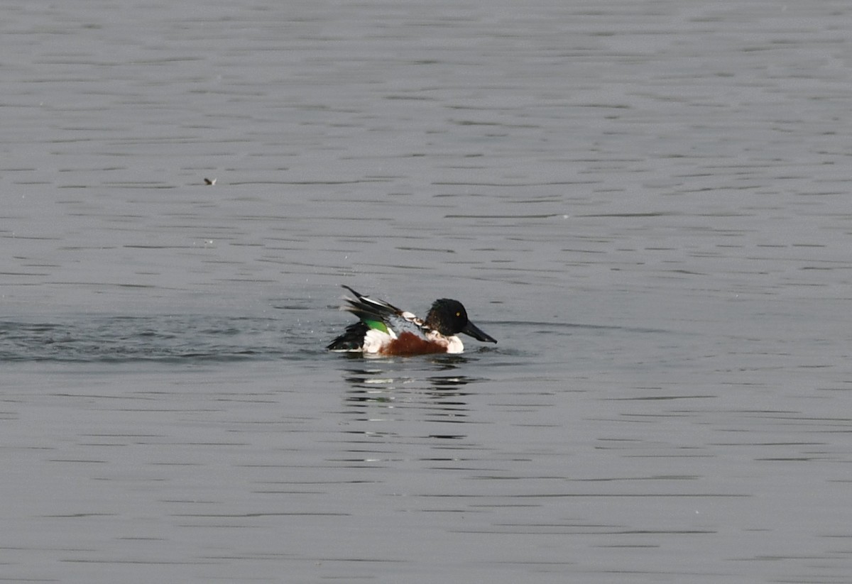 Northern Shoveler - ML619885433