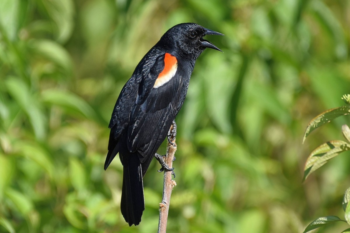 Red-winged Blackbird - ML619885436