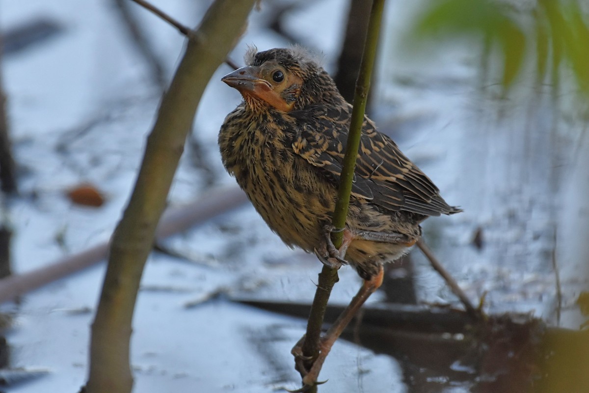 Red-winged Blackbird - ML619885437