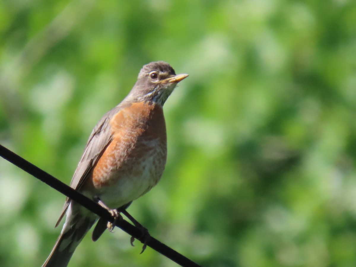 American Robin - ML619885440