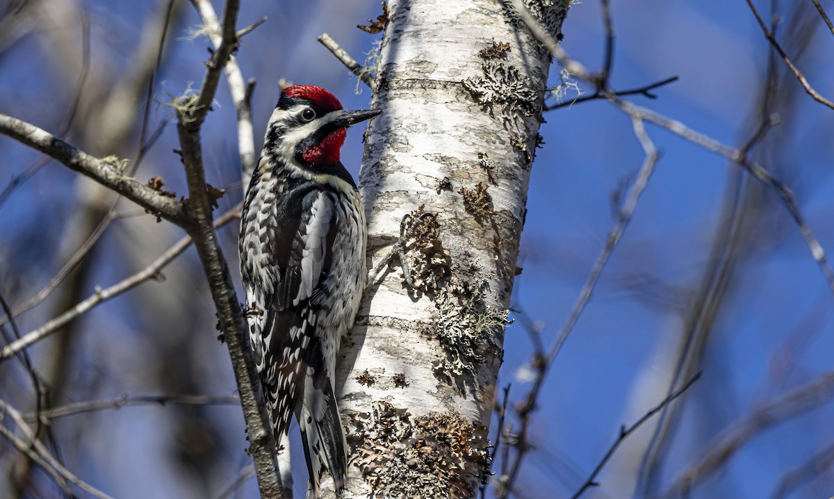 Yellow-bellied Sapsucker - ML619885454