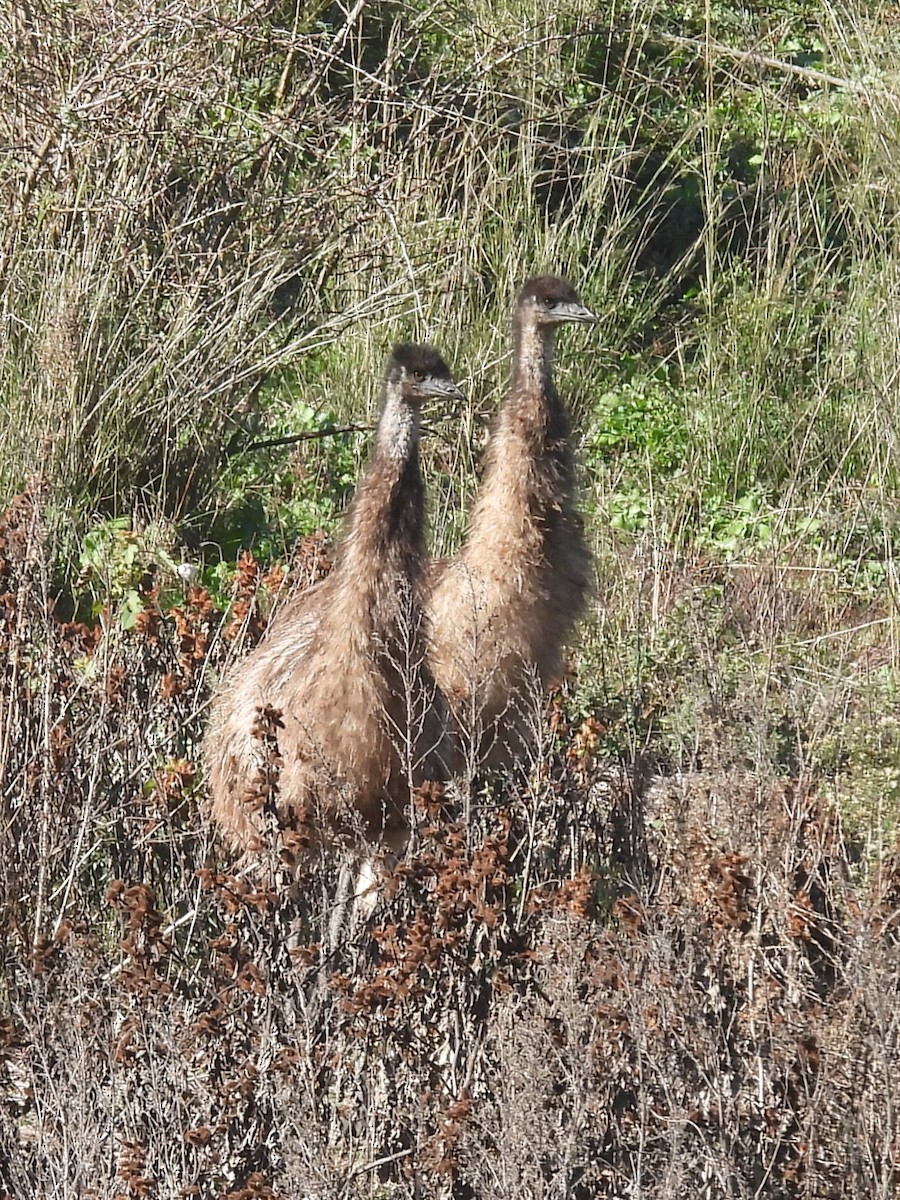 Emu - ML619885456