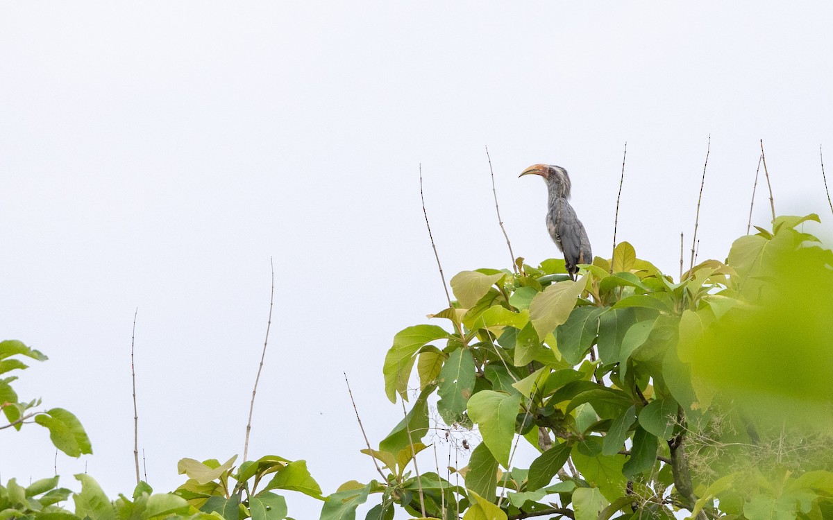 Malabar Gray Hornbill - ML619885461