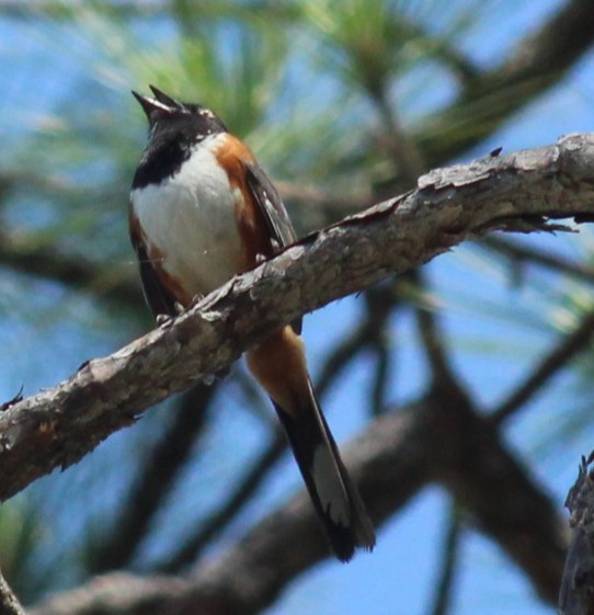 Eastern Towhee - ML619885468