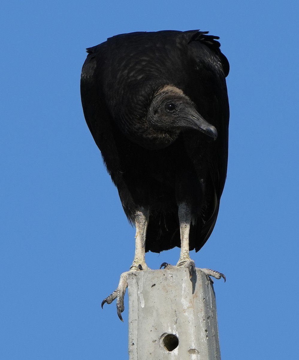 Black Vulture - ML619885474