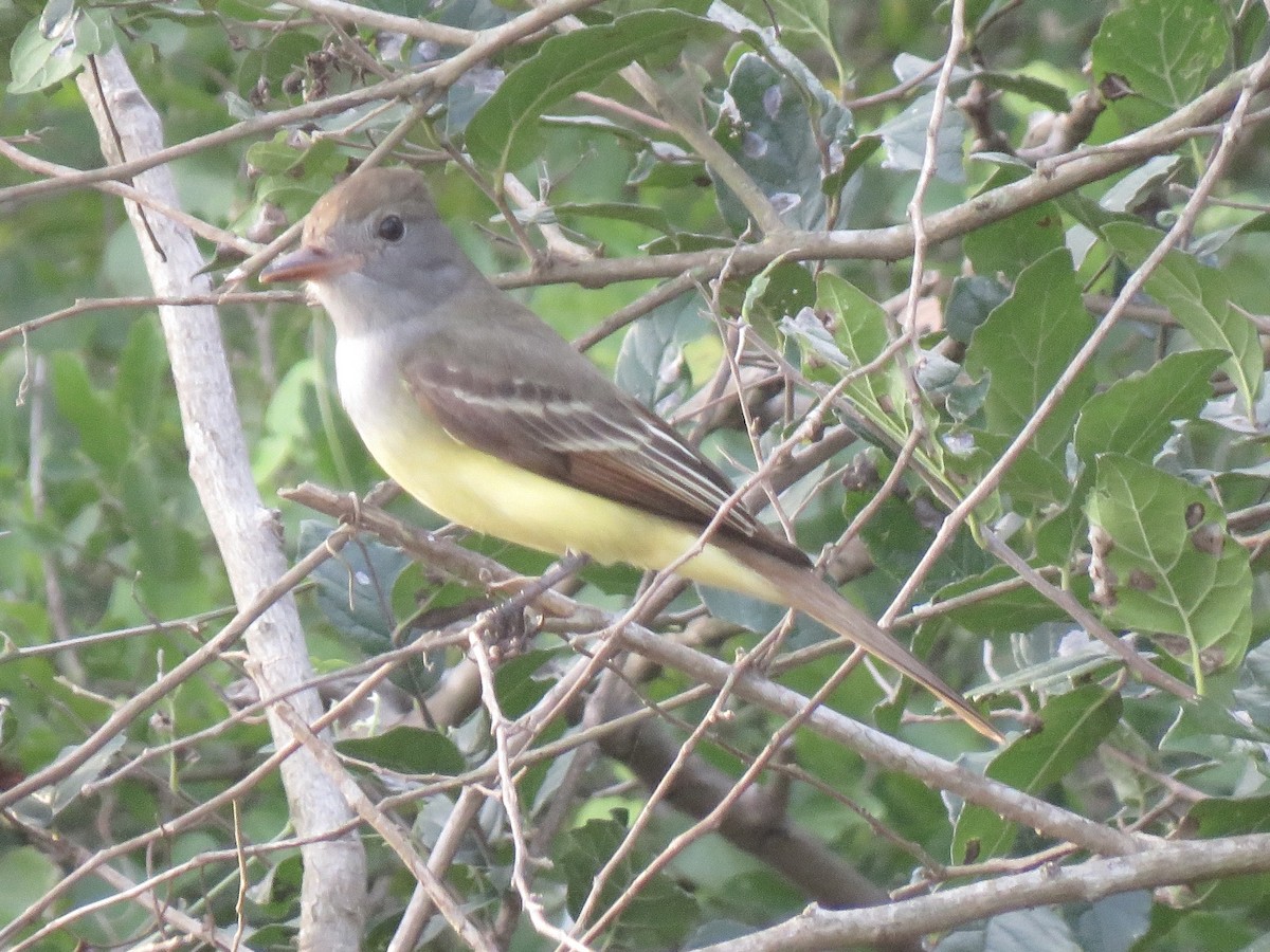 Great Crested Flycatcher - ML619885475