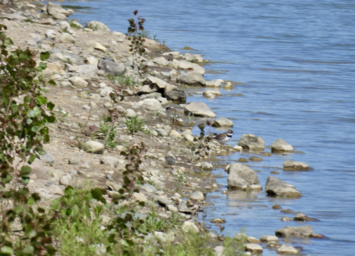 Semipalmated Plover - ML619885477