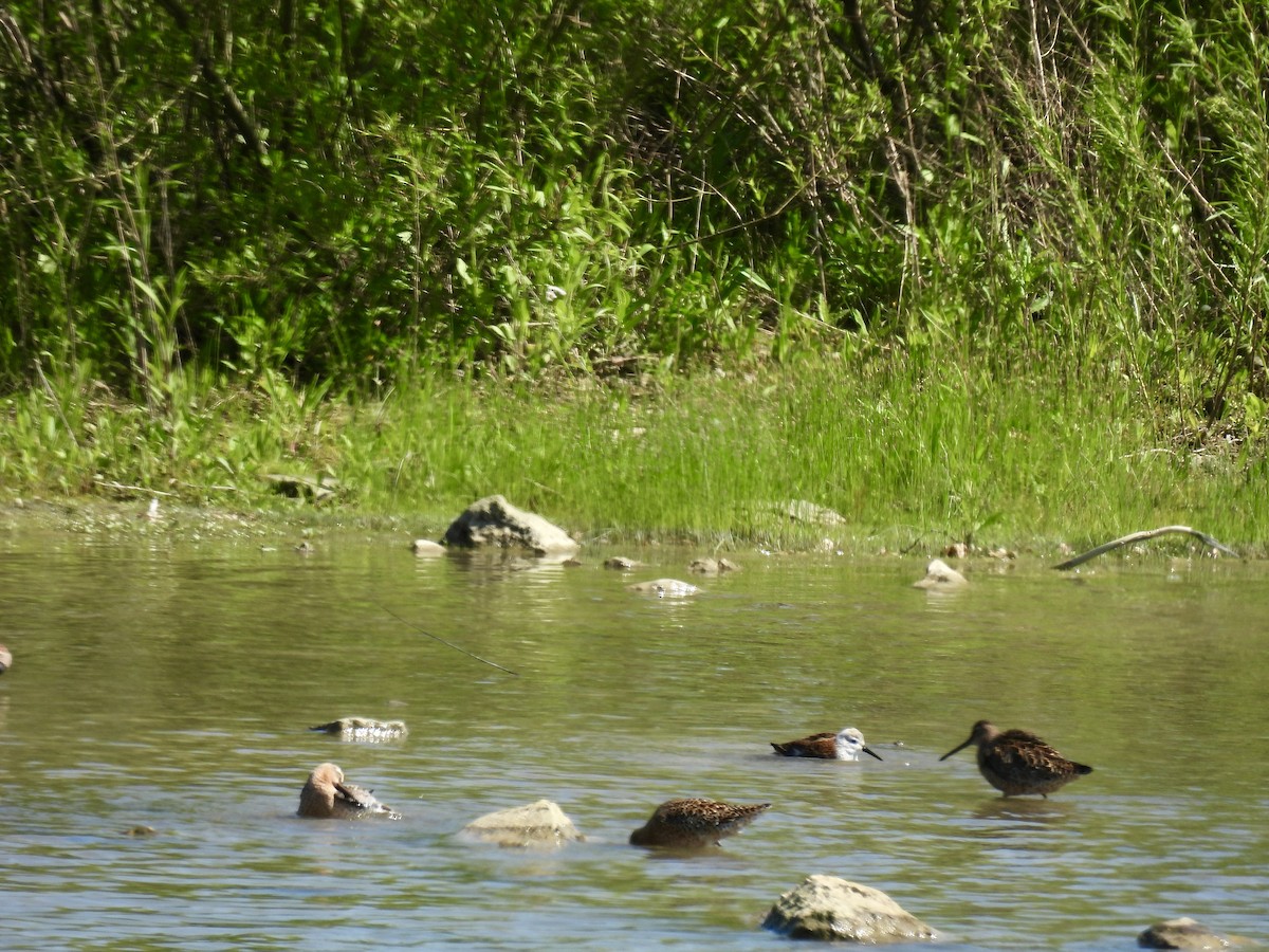 Short-billed Dowitcher - ML619885485