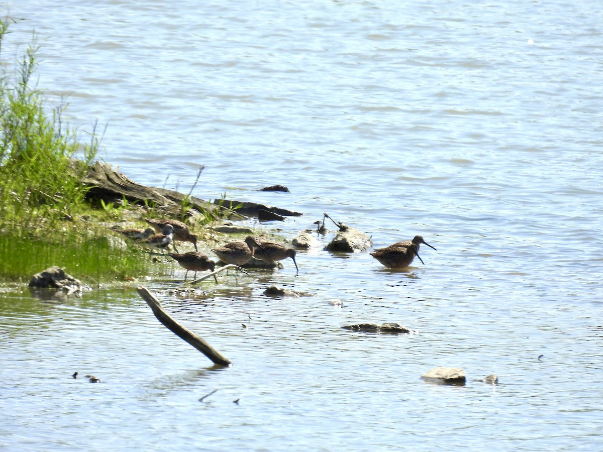 Short-billed Dowitcher - ML619885486