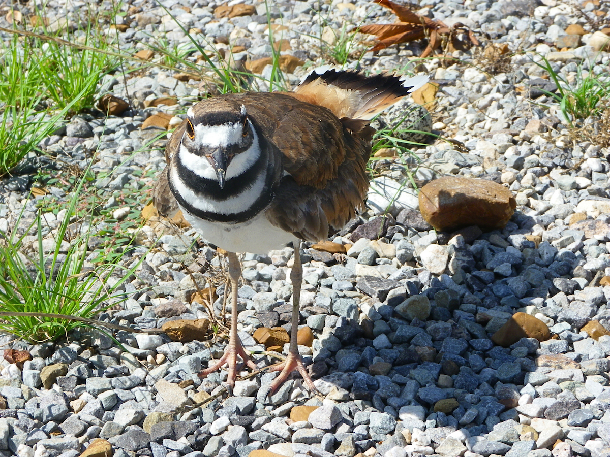 Killdeer - ML619885487