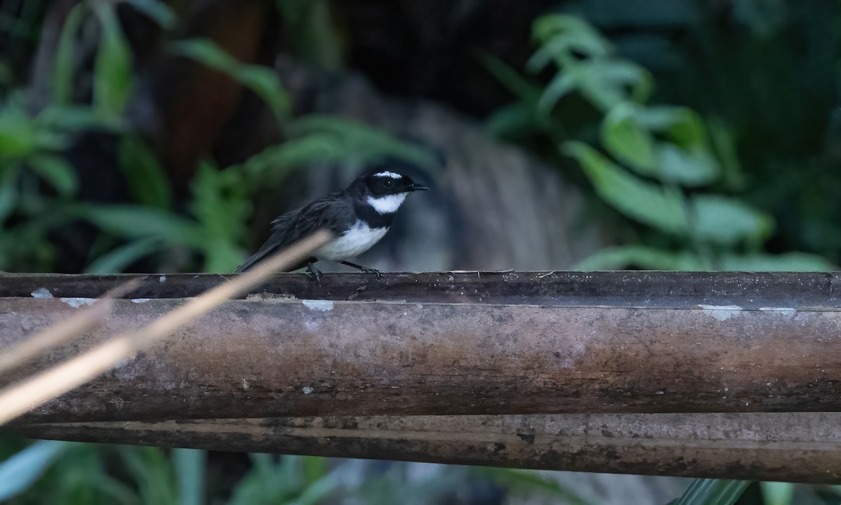 Philippine Pied-Fantail - ML619885490